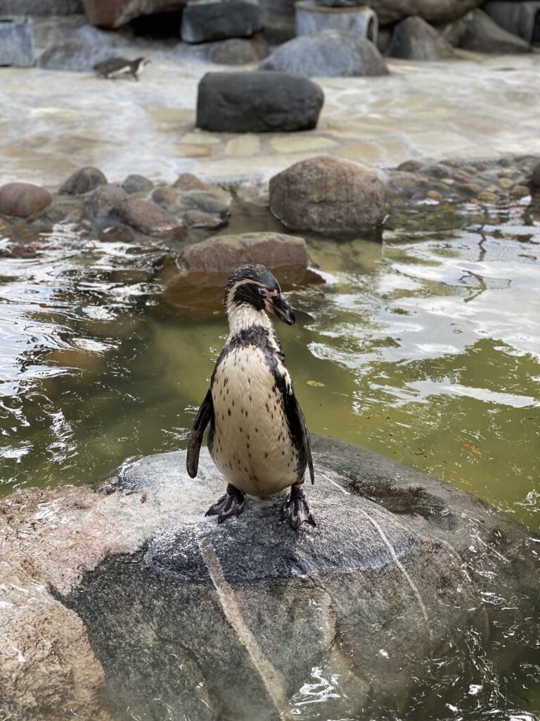 Zoo Kurpark Döse Cuxhaven